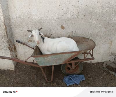 Bakry qurbani 2026