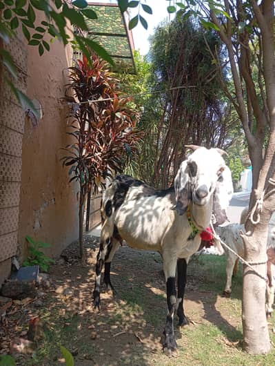 BAKRI WITH 1 MALE KID FOR SALE