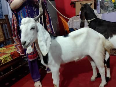 bekhra for sale