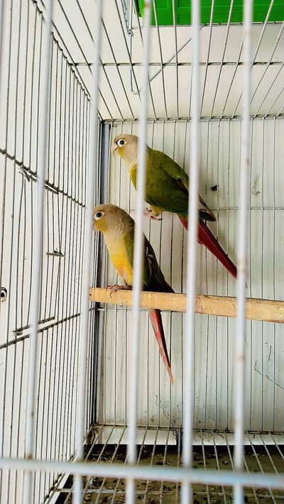 Paine Apple Conor Breeder pair 100%