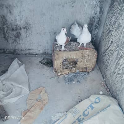 کبوتر