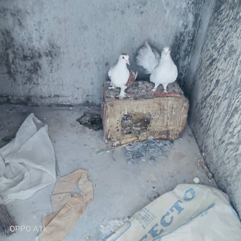 کبوتر 0