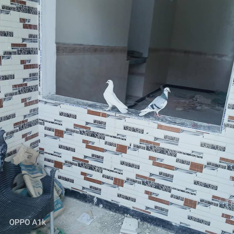 کبوتر 2