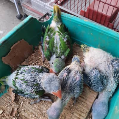 Raw chicks