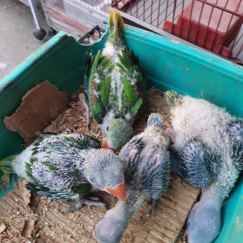 Raw chicks 0