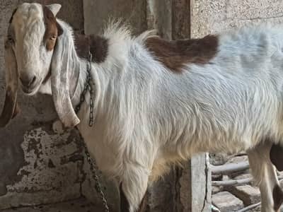Qurbai bakra for sale