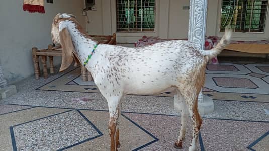 qurbani Bakri