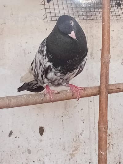 rampuri male hai purana hawa main breed karta hai