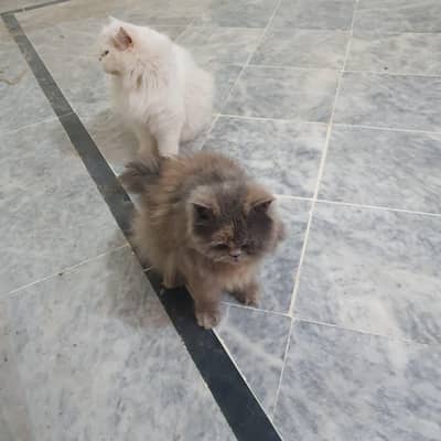 persian cat