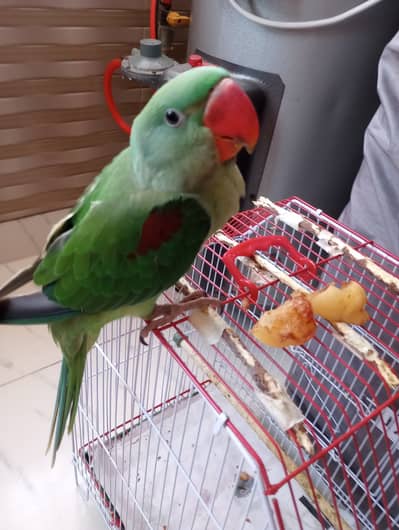Alexander (Paharri) Original male Parrot