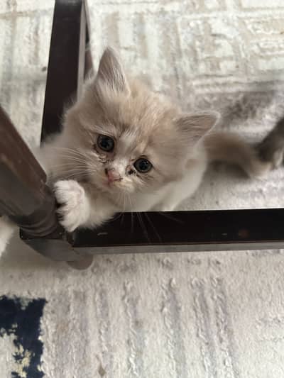 Persian kitten triple coat