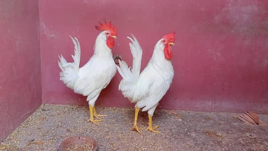 Murga Murgi For Sell