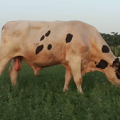 Healthy Bail for Sale – 28 Mann Live Weight | 13 Mann Meat