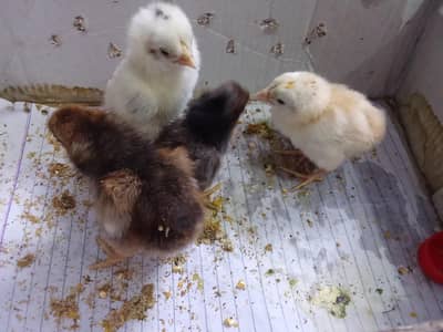 Aseel Active Chicks | Healthy Home Bred Chicks Lahore