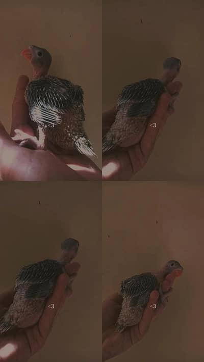 ringneck chicks green  ringneck chicks