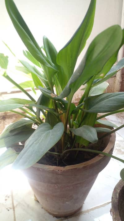 Outdoor plants