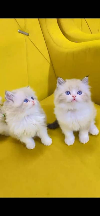 Quality Persian Punchface cat & kitten. moreWhatsApp 03094016734