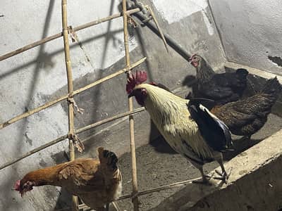 Desi murgia
