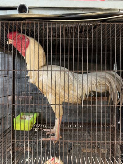 Pure heera aseel pair breeder for sale