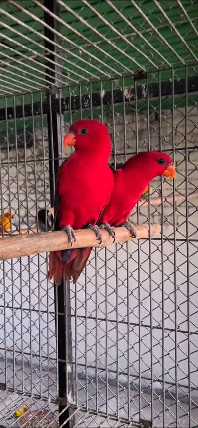 Red Malucan Lorikeets