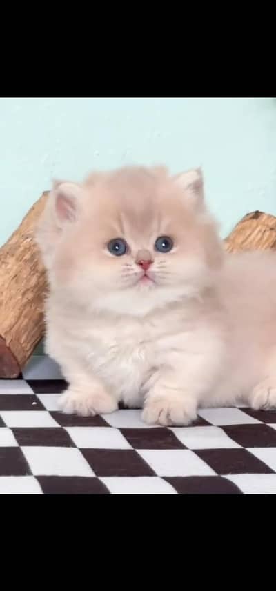 Quality Persian Punchface cat & kitten. moreWhatsApp 03094016734