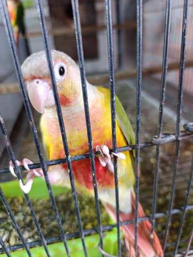 painapple conure and yellow sided conure