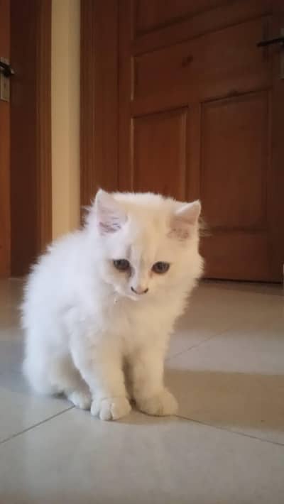 2 month persian kitten