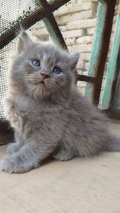Persian kittens for sale