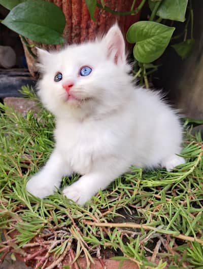 Persian kittens for sale