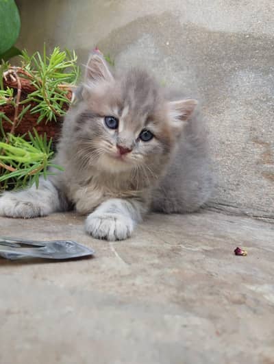 Persian kittens for sale