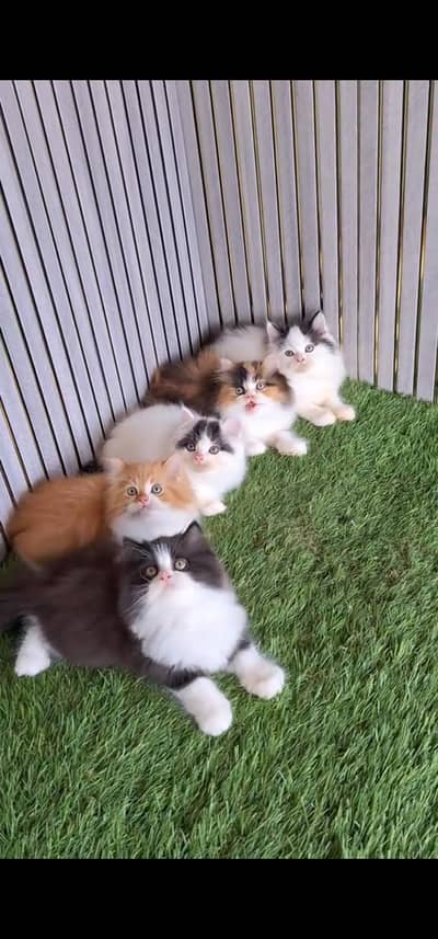 Quality Persian Punchface cat & kitten. moreWhatsApp 03094016734