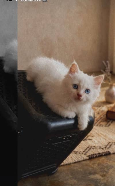 Cat lovers