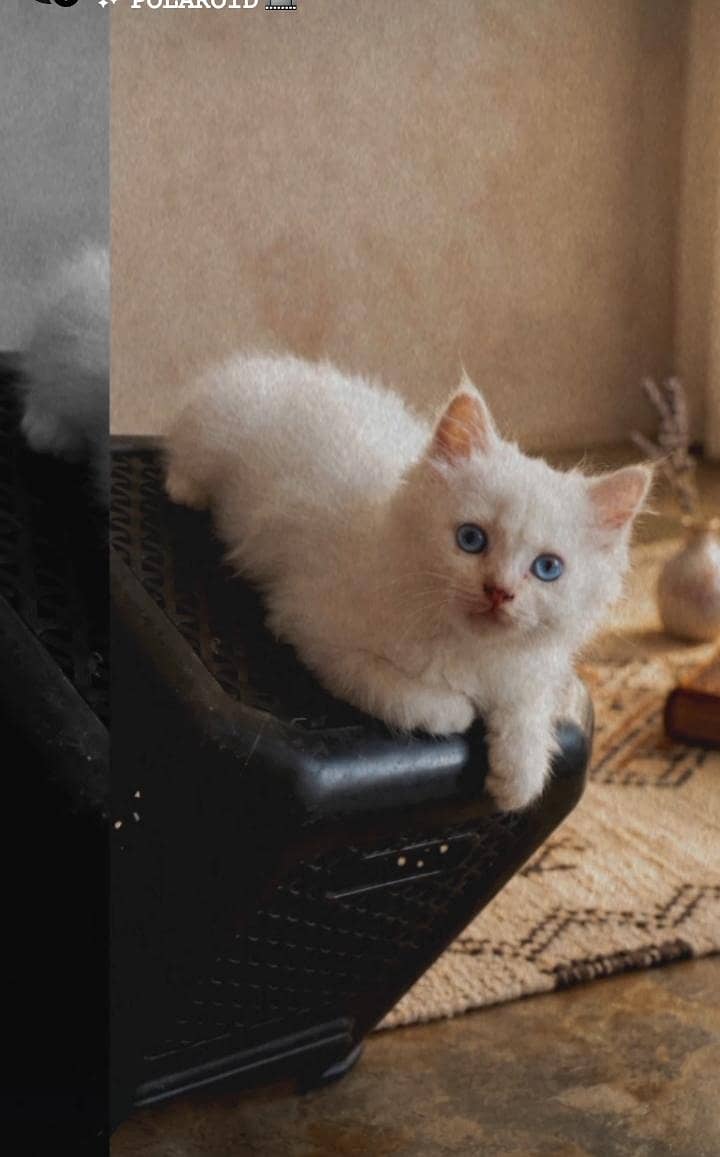 *Kittens Available  for sale* 0