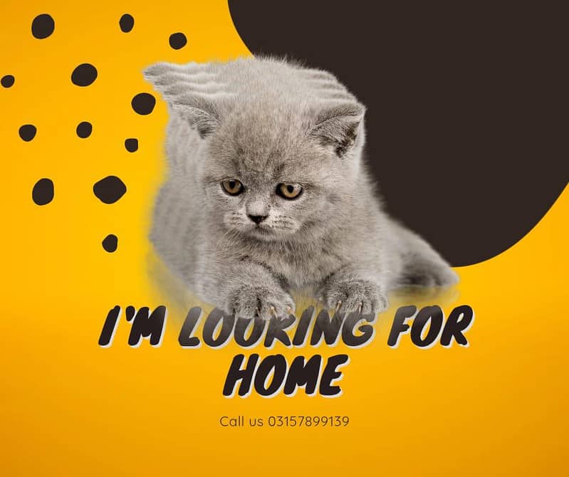 *Kittens Available  for sale* 3