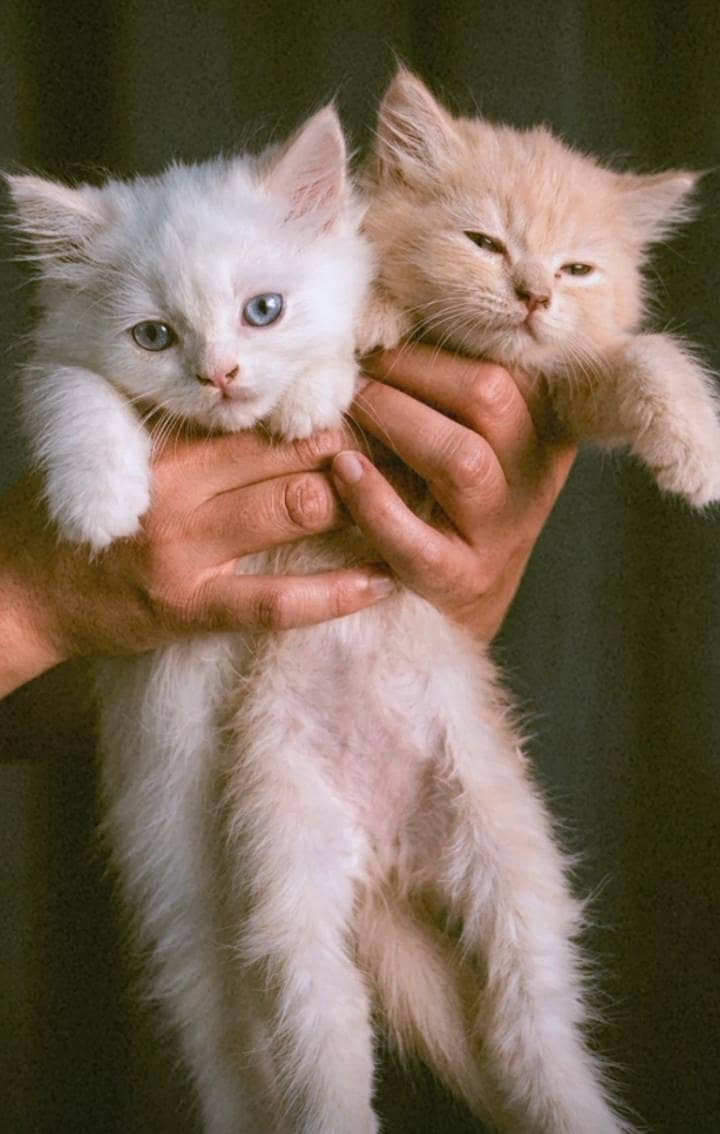 *Kittens Available  for sale* 5