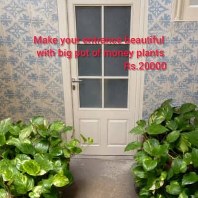 Beautiful money plants for sale
