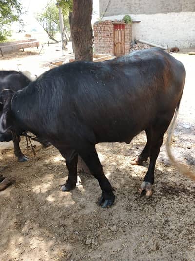 katta for sale