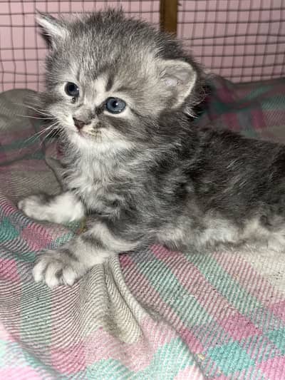 Persian cat healthy wealthy