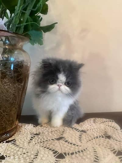 Persian kittens triple coat pair  for sale contact whatsap 03201503610