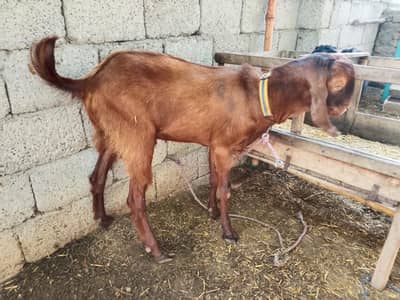 qurbani ka bakra for sale