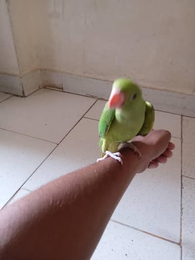 green ringneck chick