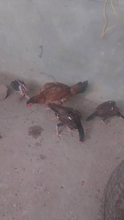 pure Aseel Lakhi Murgi with 3 Chicks Chicks age 3 month healthy actv