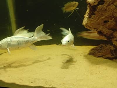 koi fish for sale