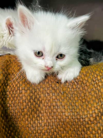 beautiful high quality Kitten available for sale very play full and cu