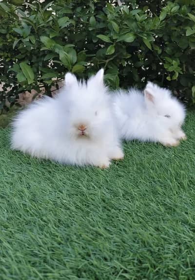 Loinhead Bunny’s