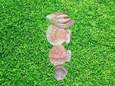 4 pieces of shells 100 % original