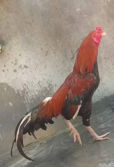 seel murga mianwali nasil  murga