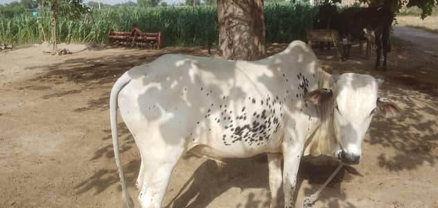 0put puthari bull full acitve