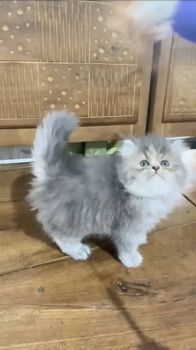 Persian kittens triple coat pair  for sale contact whatsap 03201503610