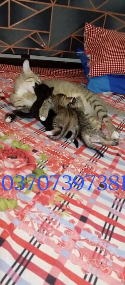 adoption cat with 3 kitten